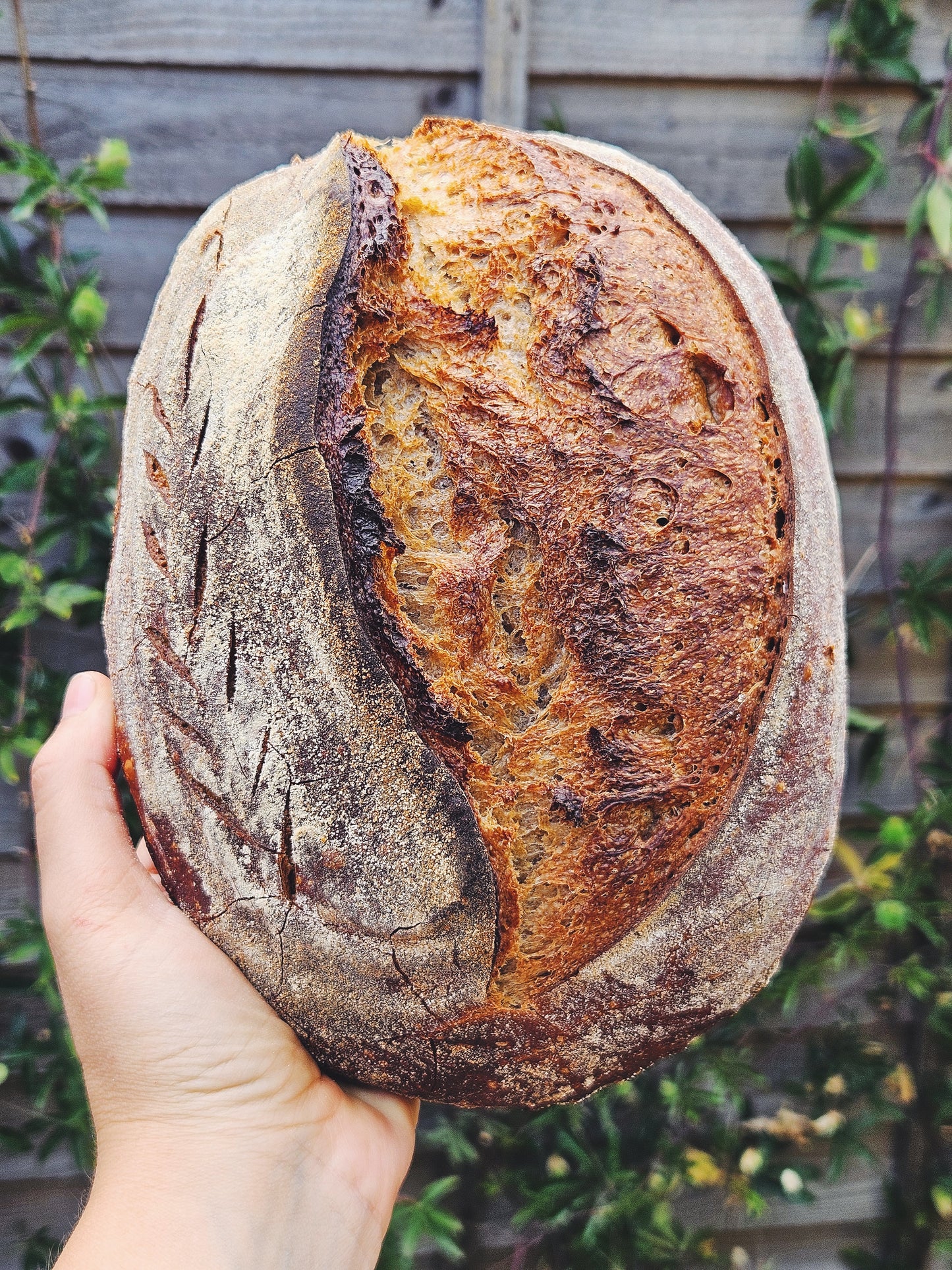 Stonegound White Sourdough (made with Bruern Farm Regeneratively grown flour)