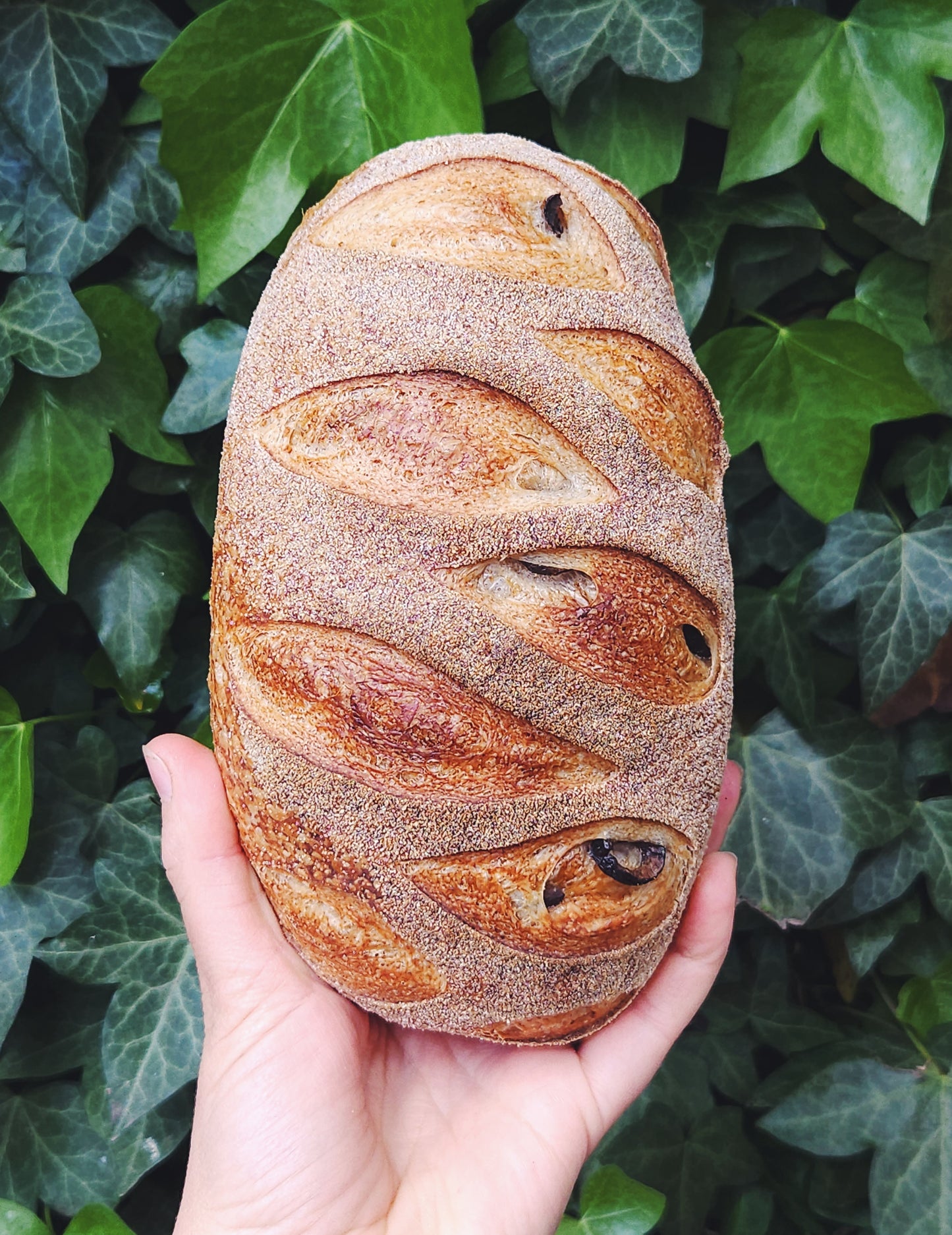 Mixed Olive Sourdough