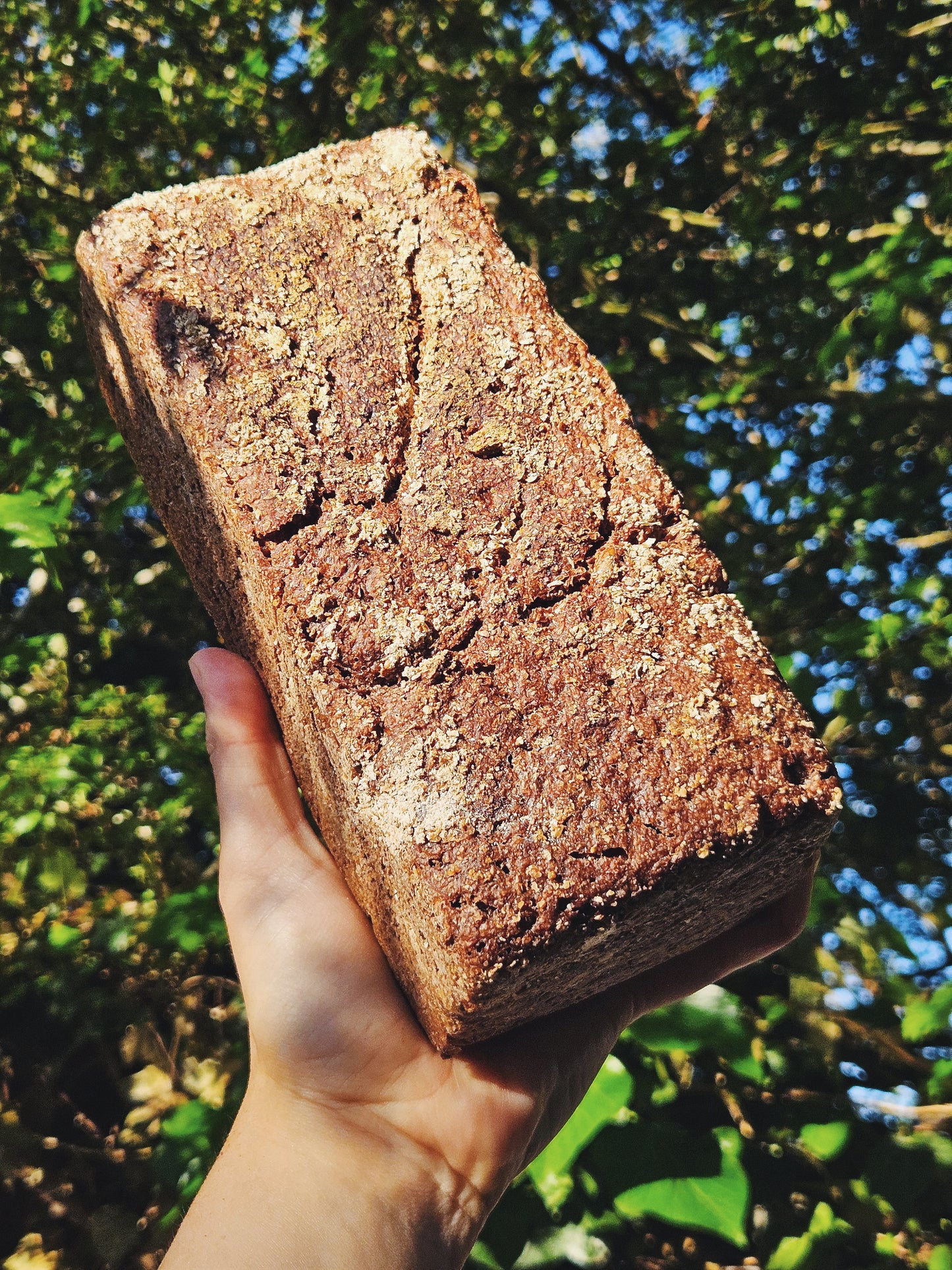Organic Dark Rye